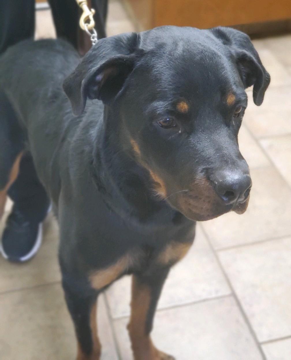 Recycled Rotts Inc. | Rottweiler Rescue, Fosters & Rehomes in Illinois
